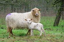 Drenthe Heath sheep httpsuploadwikimediaorgwikipediacommonsthu