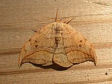 Drepana (moth) httpsuploadwikimediaorgwikipediacommonsthu