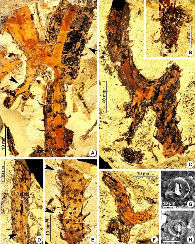 Drepanophycus Drepanophycus minor sp nov from the Middle Devonian Figure 1 of 3