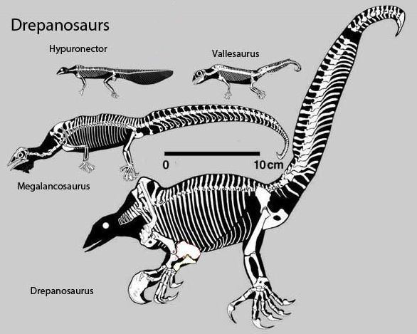 Drepanosaur Palaeos Vertebrates Archosauromorpha Drepanosauridae