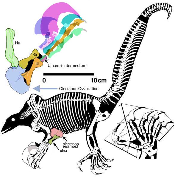 Drepanosaurus drepanosaurusjpg