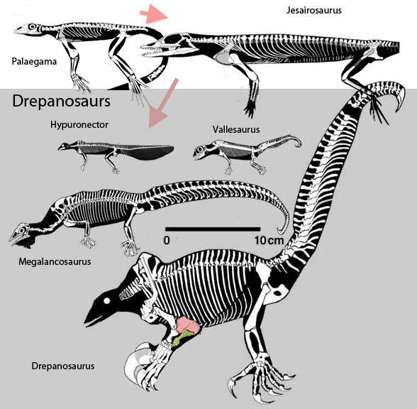 Drepanosaurus Drepanosaurus
