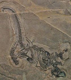 Drepanosaurus httpsuploadwikimediaorgwikipediacommonsthu