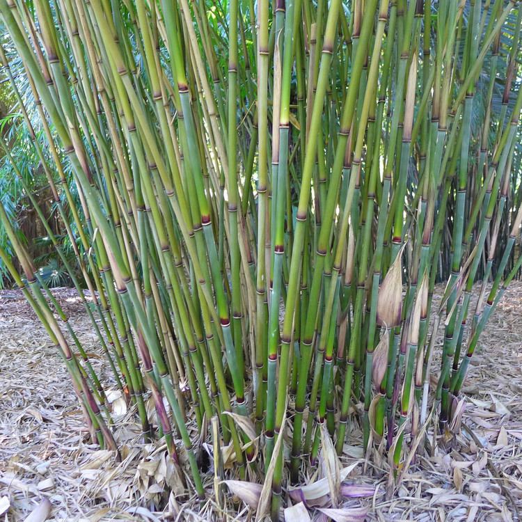 Drepanostachyum Drepanostachyum khasianum Clump in Brisbane39s botanic gard Flickr