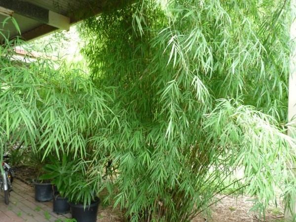 Drepanostachyum Himalayan Weeping Bamboo Drepanostachyum falcatum Ascot Vale