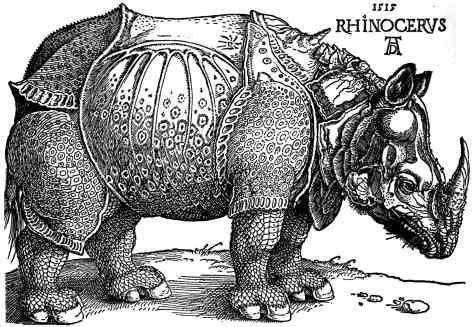 Dürer's Rhinoceros FileDrer Rhinocerosjpg Wikimedia Commons