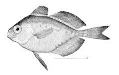 Driftfish httpsuploadwikimediaorgwikipediacommonsthu
