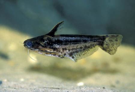 Driftwood catfish Trachelyichthys exilis Pygmy Driftwood Catfish Seriously Fish