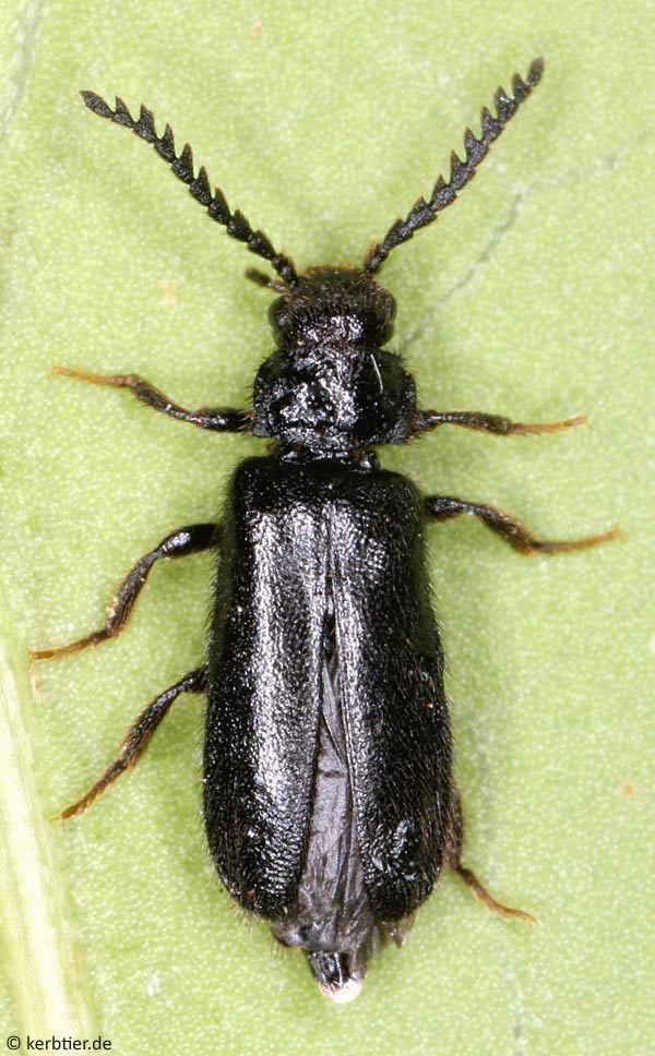 Drilidae Photo overview Drilidae false firefly beetles of Germany kerbtierde