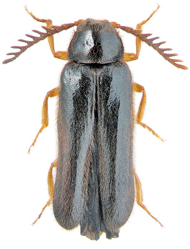 Drilidae Drilus novoathonius Sumakow 1903 Drilidae