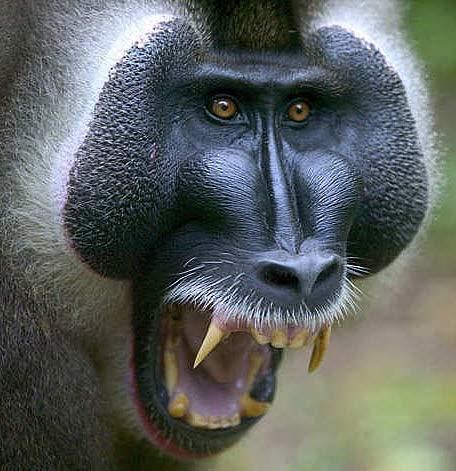 Drill (animal) Drill Large African Forest Baboon Animal Pictures and Facts