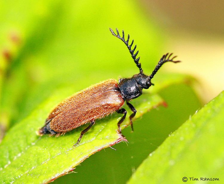 Drilus flavescens Beetle Drilus flavescens male UK Nationally Scarce speci Flickr