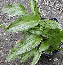Drimiopsis maculata httpsuploadwikimediaorgwikipediacommonsthu