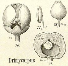 Drimycarpus httpsuploadwikimediaorgwikipediacommonsthu