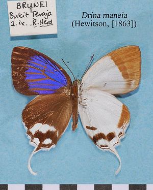 Drina (butterfly) httpsuploadwikimediaorgwikipediacommonsthu