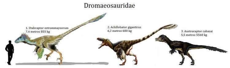 Dromaeosauridae 1000 images about Bichos on Pinterest Wallpaper backgrounds