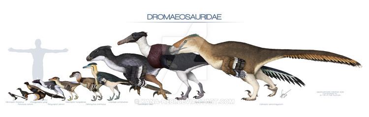 Dromaeosauridae Dromaeosauridae version 1 by Kanahebi on DeviantArt