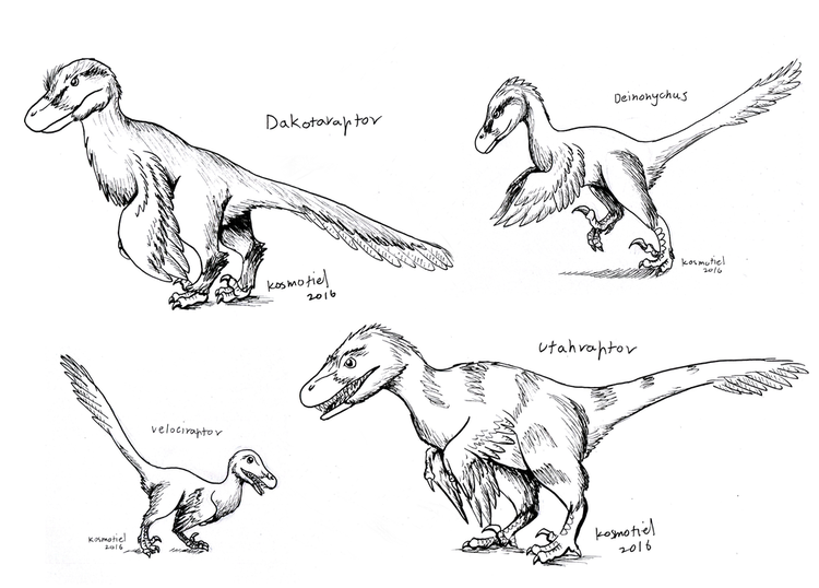 Dromaeosauridae Dromaeosauridae Raptors by Kosmotiel on DeviantArt