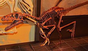 Dromaeosaurinae httpsuploadwikimediaorgwikipediacommonsthu