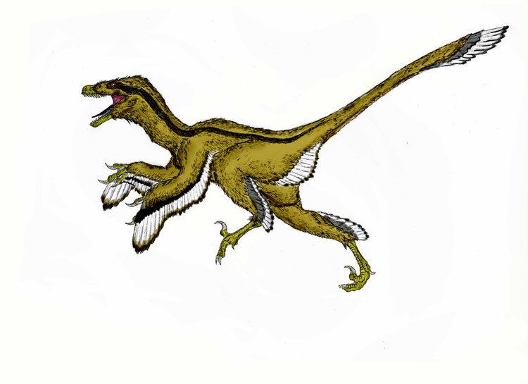 Dromaeosaurus Dromaeosaurus Facts and Pictures