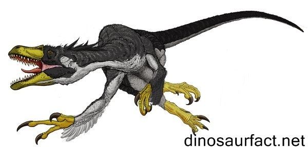 Dromaeosaurus Dromaeosaurus dinosaur