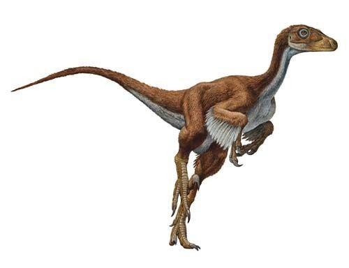 Dromaeosaurus imagesdinosaurpicturesorgDromaeosaurusraulmar