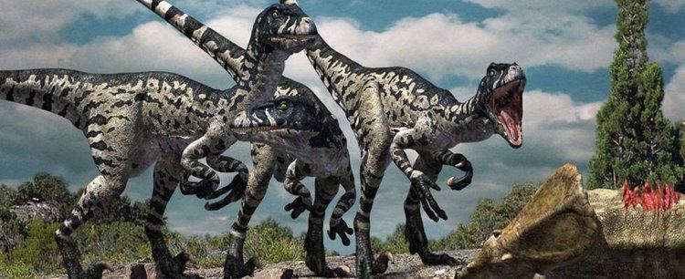 Dromaeosaurus Dromaeosaurus Facts and Pictures