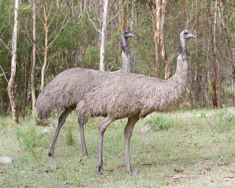 Dromaius emu Dromaius novaehollandiae emoe Emoe Emu Casuariiformes