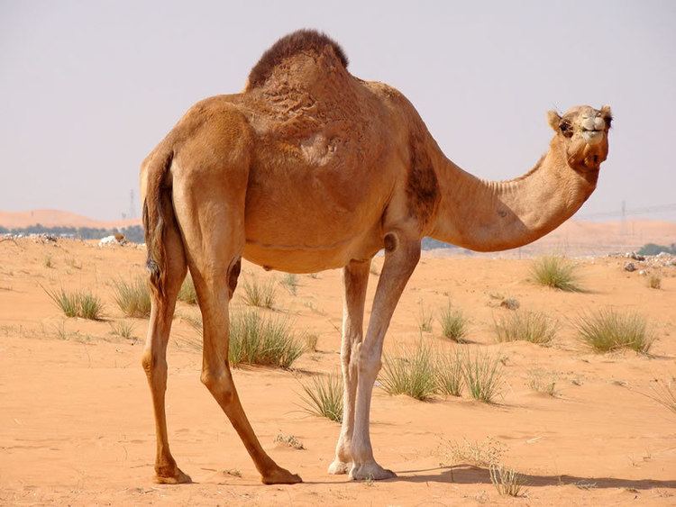 Dromedary Dromedary Facts History Useful Information and Amazing Pictures
