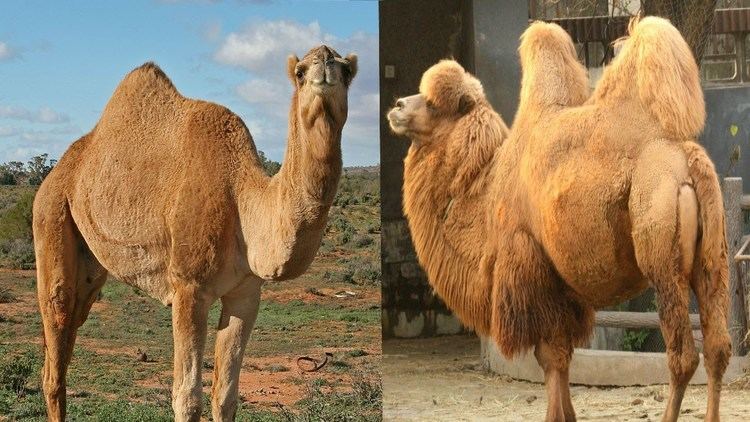 Dromedary Dromedary Camel amp Bactrian Camel The Differences YouTube
