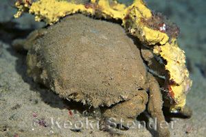 Dromia dormia Sleepy Sponge Crab Dromia dormia