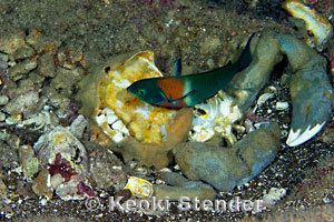 Dromia dormia Sleepy Sponge Crab Dromia dormia