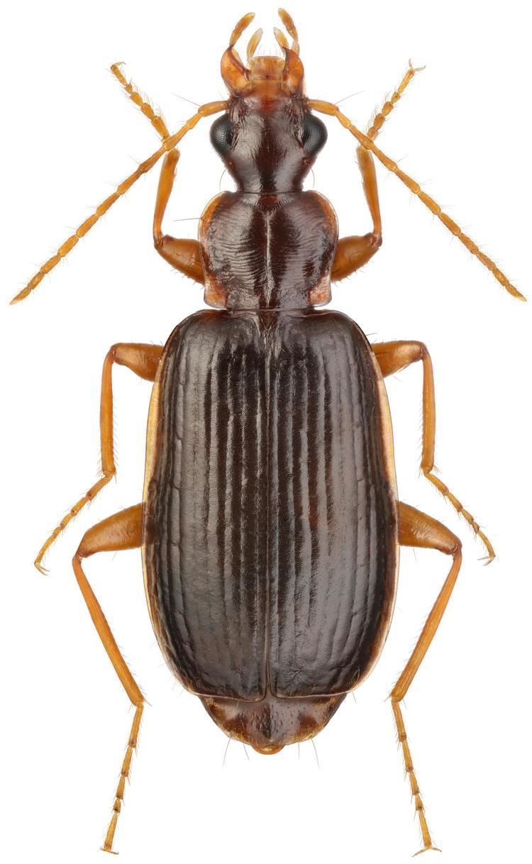 Dromius Dromius Dromius matsudai Habu 1952 Carabidae