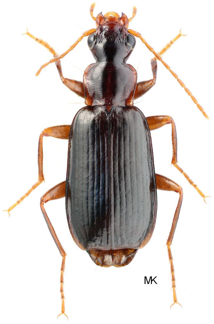 Dromius Genus Dromius Bonelli 1810 tab syn Carabidae