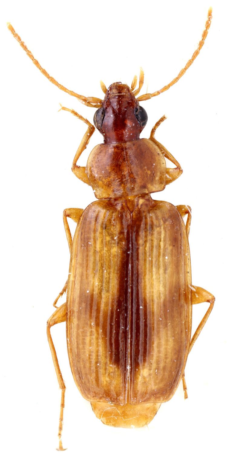 Dromius Subtribe Dromiusina Bonelli 1810 Carabidae