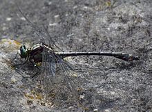 Dromogomphus spinosus httpsuploadwikimediaorgwikipediacommonsthu