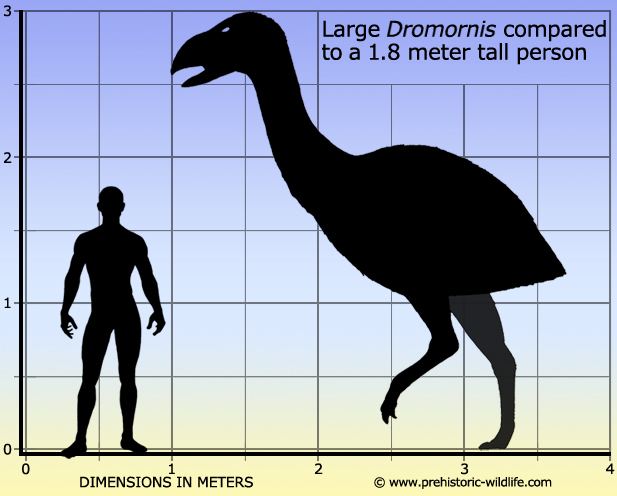 Dromornis Dromornis