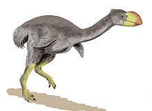 Dromornis httpsuploadwikimediaorgwikipediacommonsthu