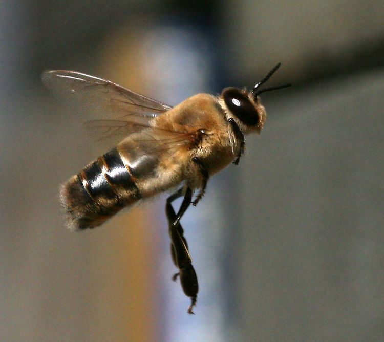 Drone (bee)