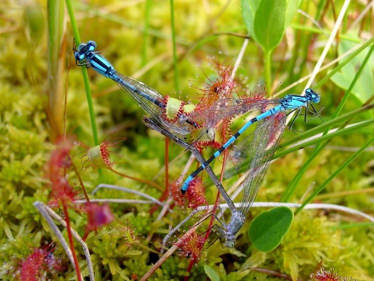 Drosera Drosera Wikipedia