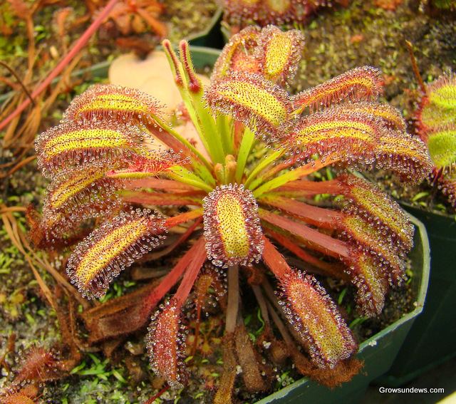 Drosera Drosera capensis varieties The Cape Sundew