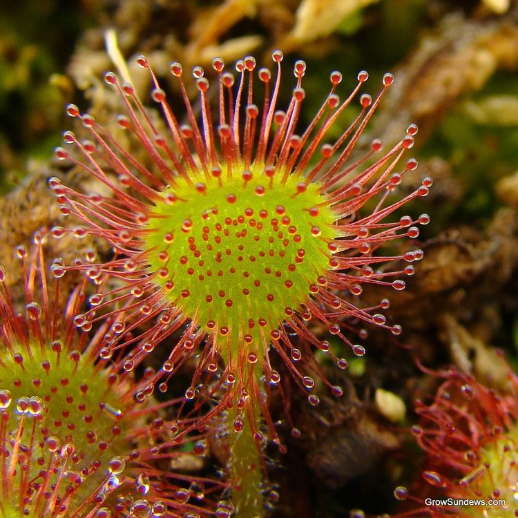 Drosera Drosera capensis X aliciae D x quotcapiciaequot