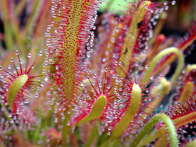 Drosera The Deadly Dewdrops of the Drosera Kuriositas