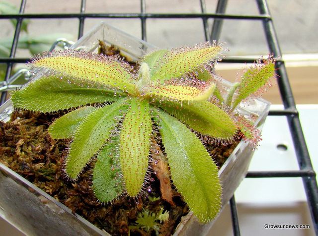 Drosera adelae Sundew Help Page Drosera Question and Answer recovery and advice
