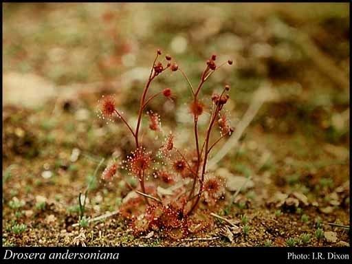 Drosera andersoniana httpsflorabasedpawwagovausciencetimage30