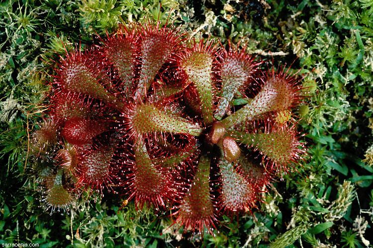 Drosera brevifolia The Carnivorous Plant FAQ North American Drosera