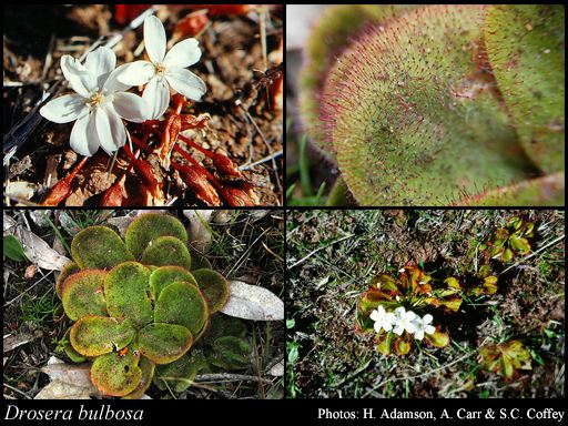 Drosera bulbosa httpsflorabasedpawwagovausciencetimage30