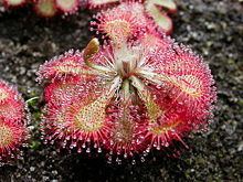 Drosera httpsuploadwikimediaorgwikipediacommonsthu