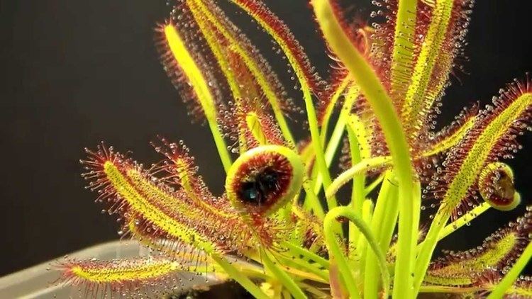 Drosera capensis Drosera Capensis time lapse eating a fly HD with a surprise YouTube