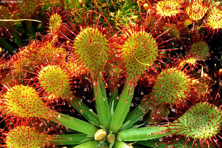 Drosera The Carnivorous Plant FAQ North American Drosera